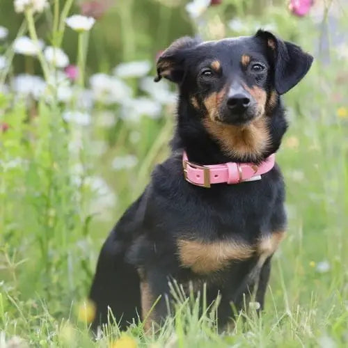 Obroża na sprzączkę BioThane Flamingo Pink Co Collar