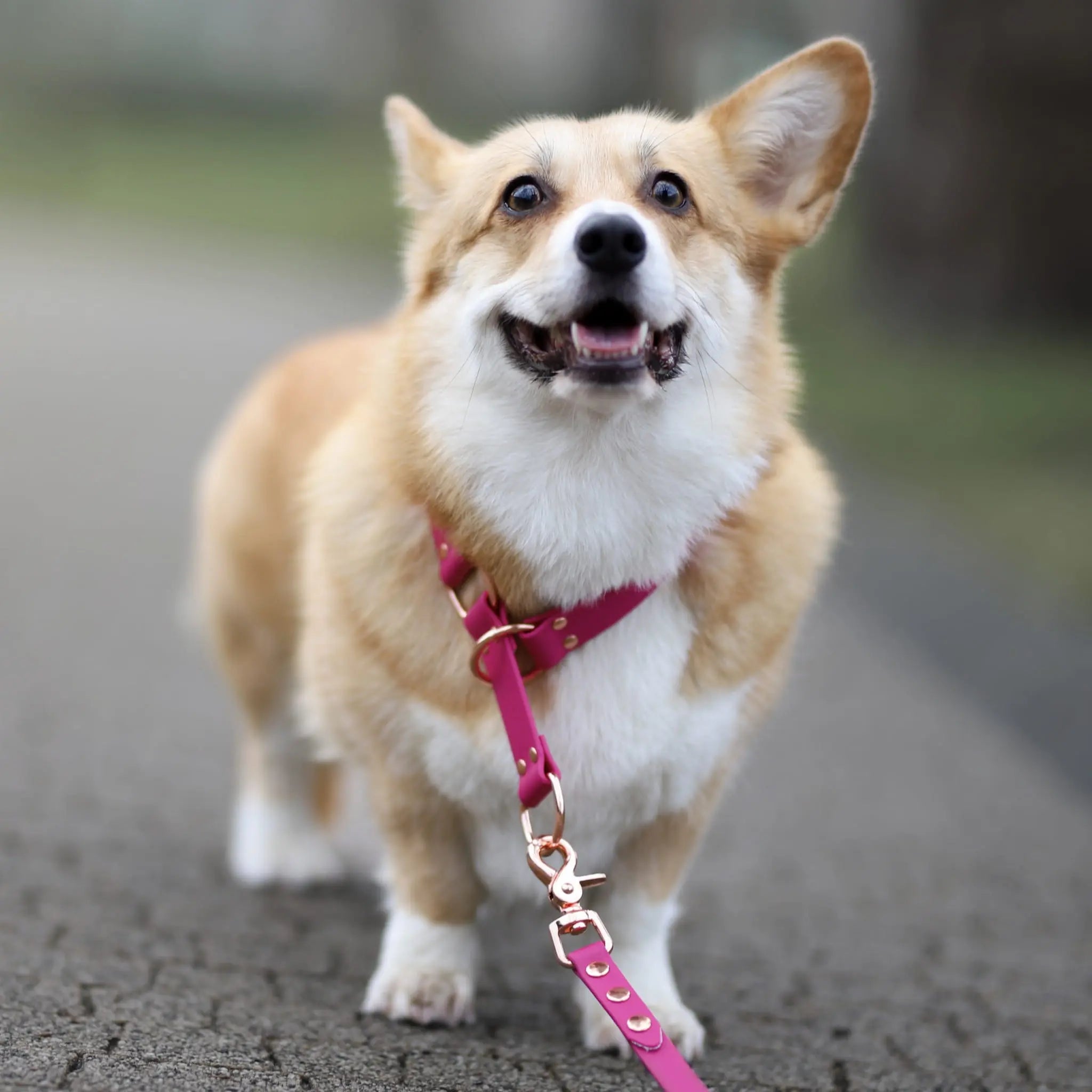 Smycz BioThane Magenta Pink Co Collar