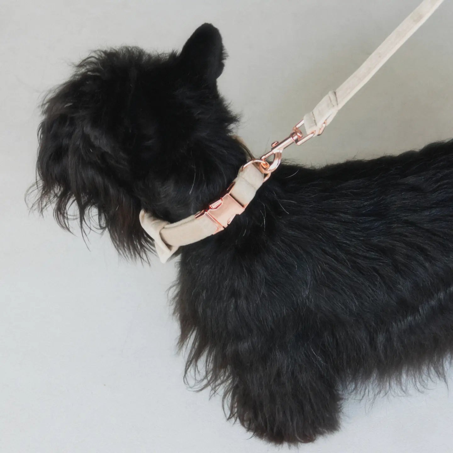 Obroża z klamrą Psotnik beżowa Psotnik