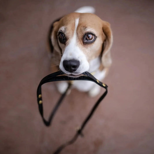 Smycz przepinana multifunkcyjna z Biothane dla psa, czarny / COCO Psianel BURA