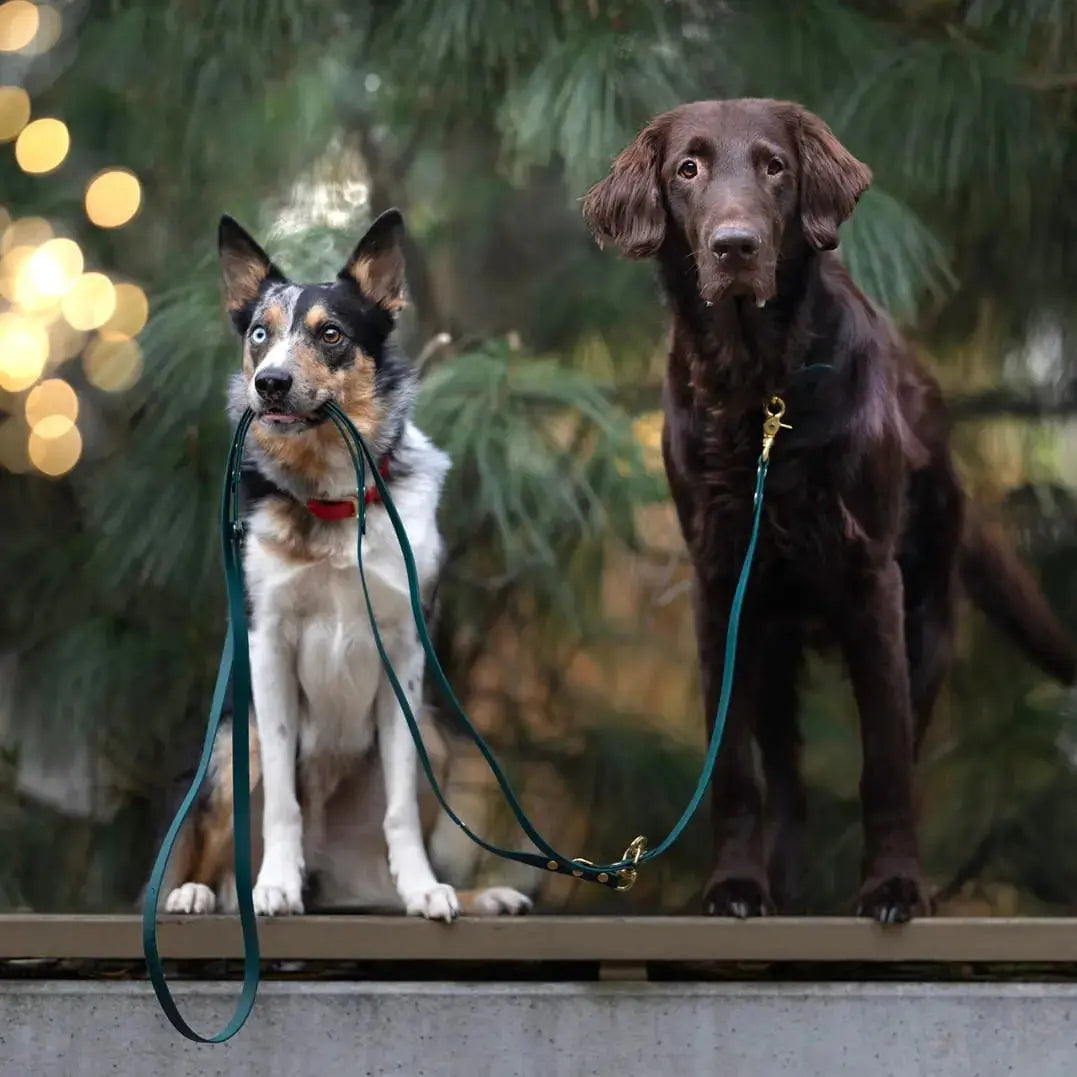 Smycz przepinana multifunkcyjna z Biothane dla psa, butelkowa zieleń / born to be wild... DOG BURA