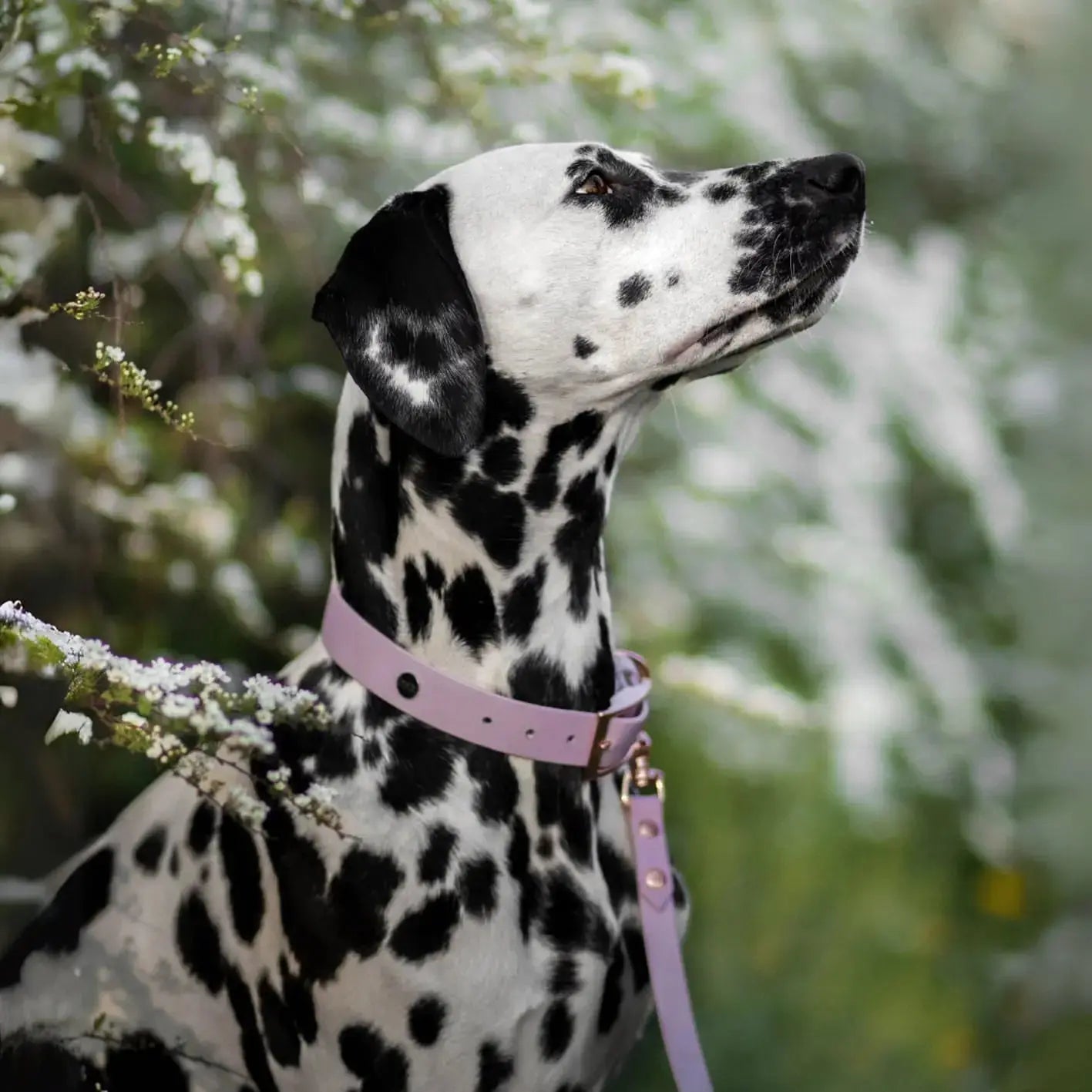 Smycz przepinana multifunkcyjna z Biothane dla psa, lilia / time to be Unidog! BURA