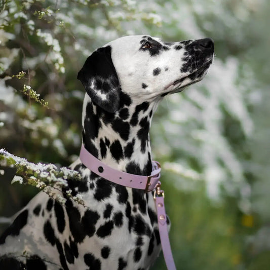 Smycz przepinana multifunkcyjna z Biothane dla psa, lilia / time to be Unidog! BURA