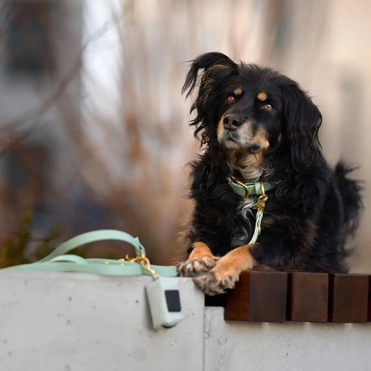 Smycz przepinana multifunkcyjna z Biothane dla psa, szałwiowy / szAUUUwia BURA