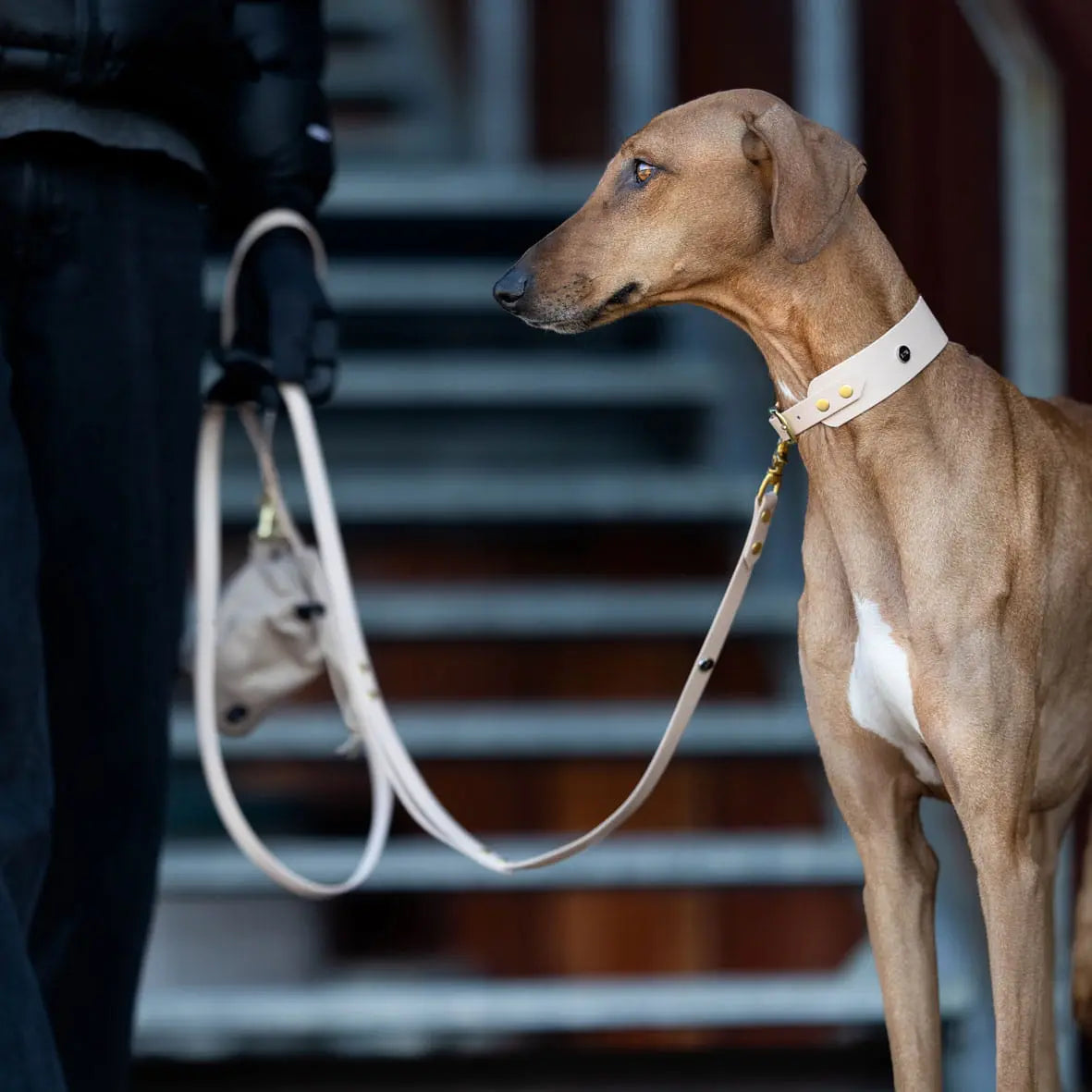 Smycz miejska z Biothane dla psa, pudrowy / PUP&cake BURA