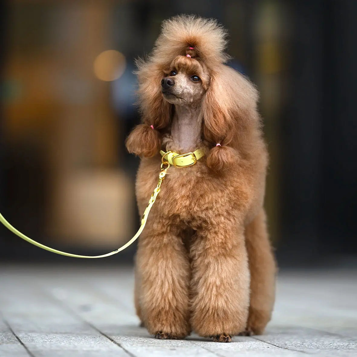 Smycz miejska z Biothane dla psa, pastelowy żółty / PUP'S Paradise BURA