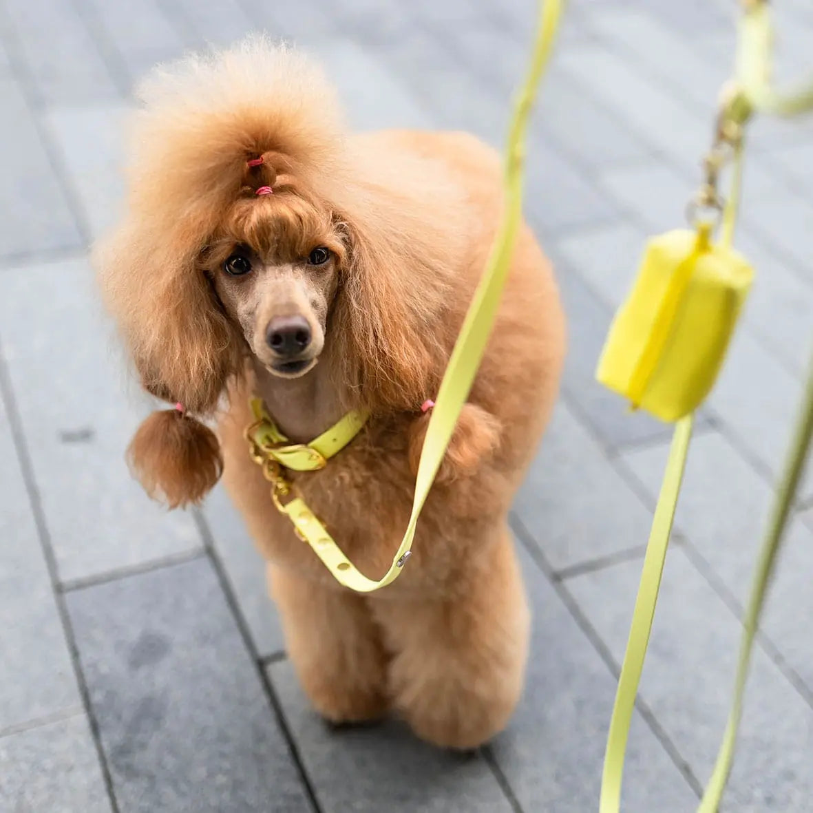 Smycz miejska z Biothane dla psa, pastelowy żółty / PUP'S Paradise BURA