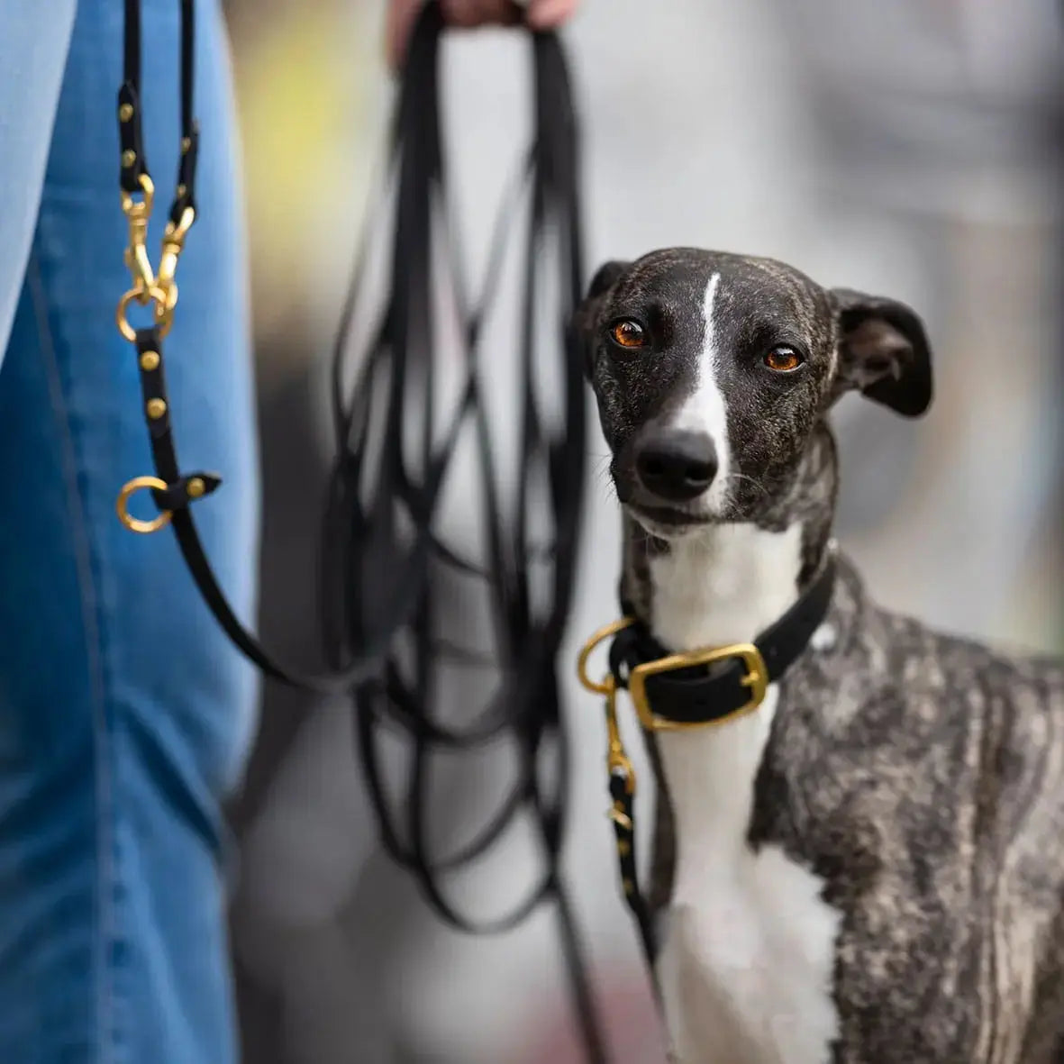 Linka treningowa dla psa z taśmy HEXA, czarny BURA