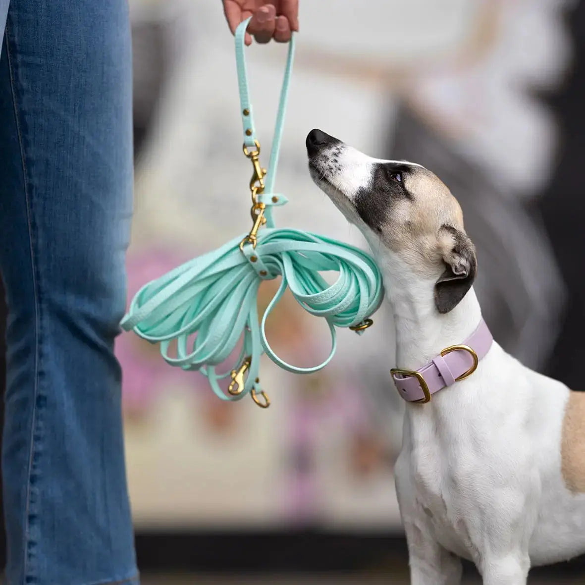 Linka treningowa dla psa z taśmy HEXA, mięta BURA