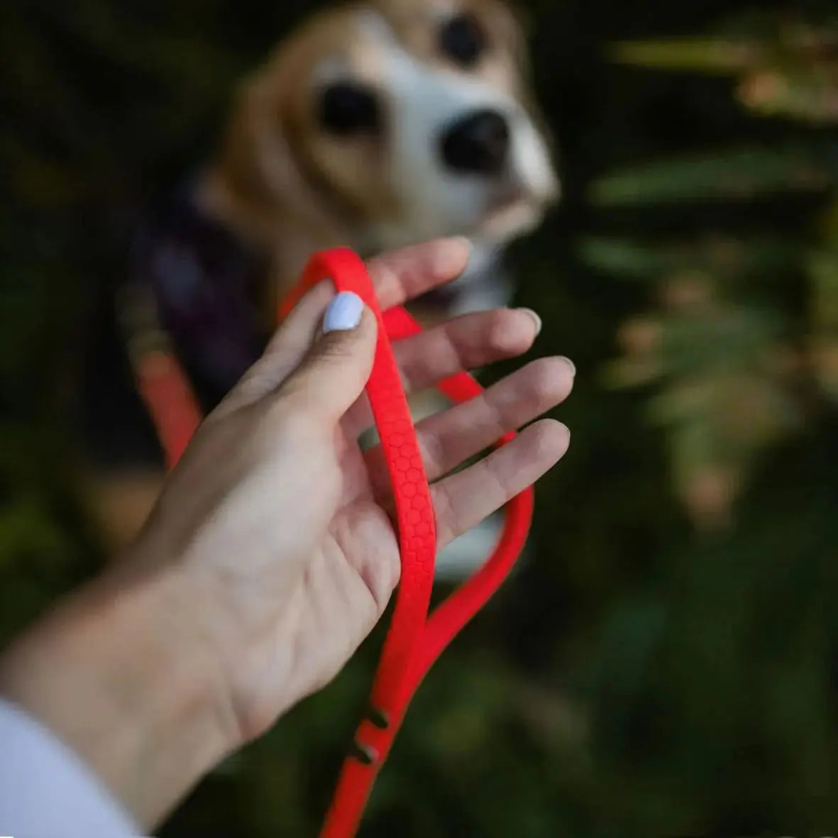 Linka treningowa dla psa z taśmy HEXA, czerwony BURA
