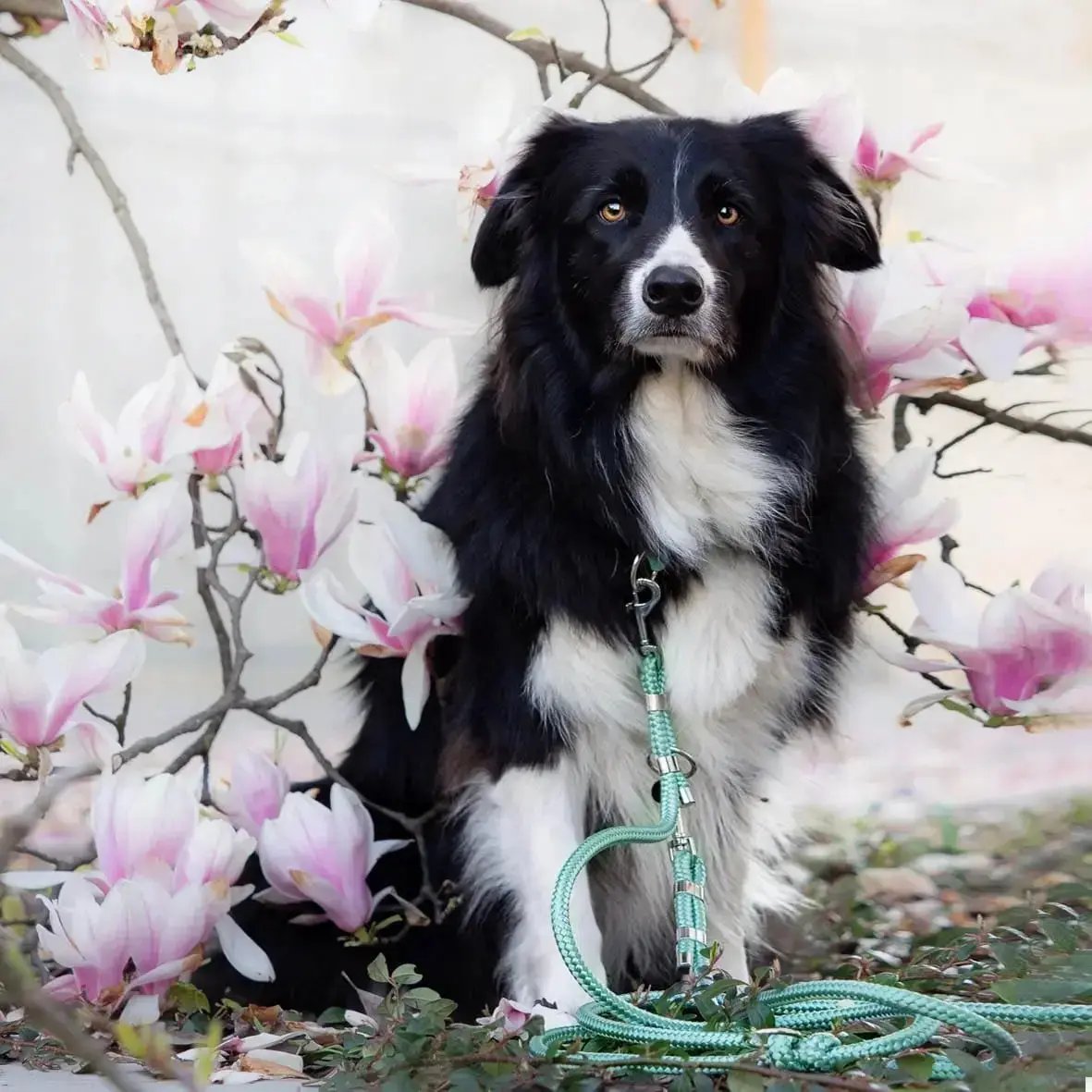 Smycz przepinana linowa dla psa, miętowy / psia miętka BURA