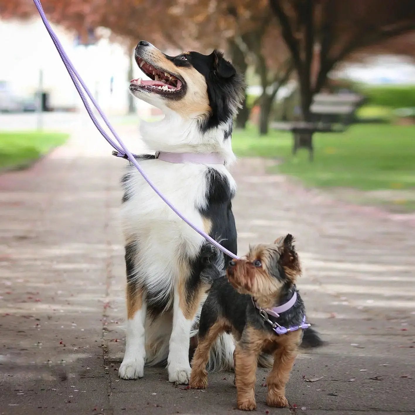 Smycz przepinana linowa dla psa, lilia / YOU're pawsome! BURA