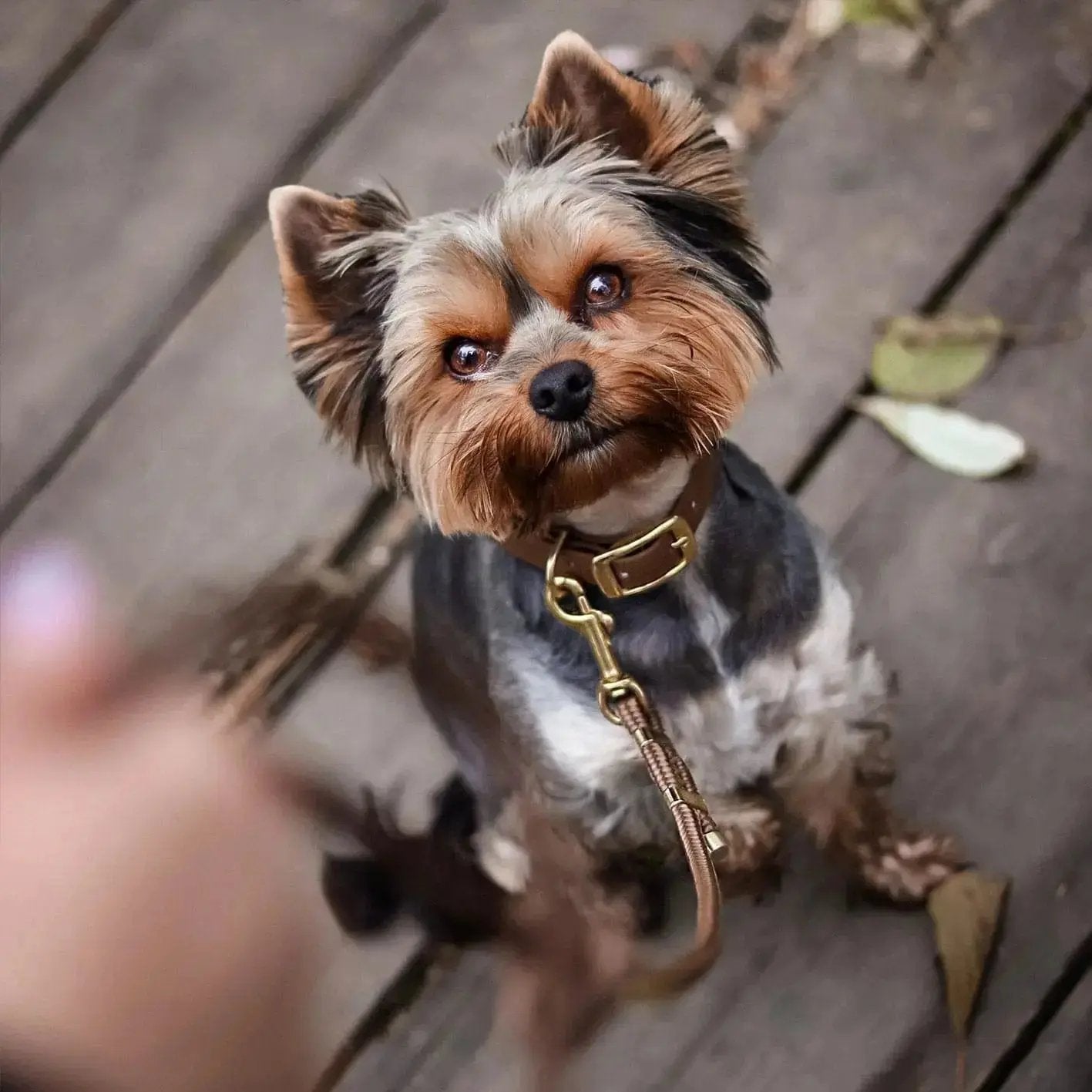 Smycz przepinana linowa dla psa, brąz / Trufla BURA