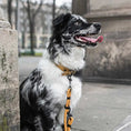 Załaduj obraz do przeglądarki galerii, Smycz przepinana linowa dla psa, karmelowy / psiowe carmeLOVE BURA