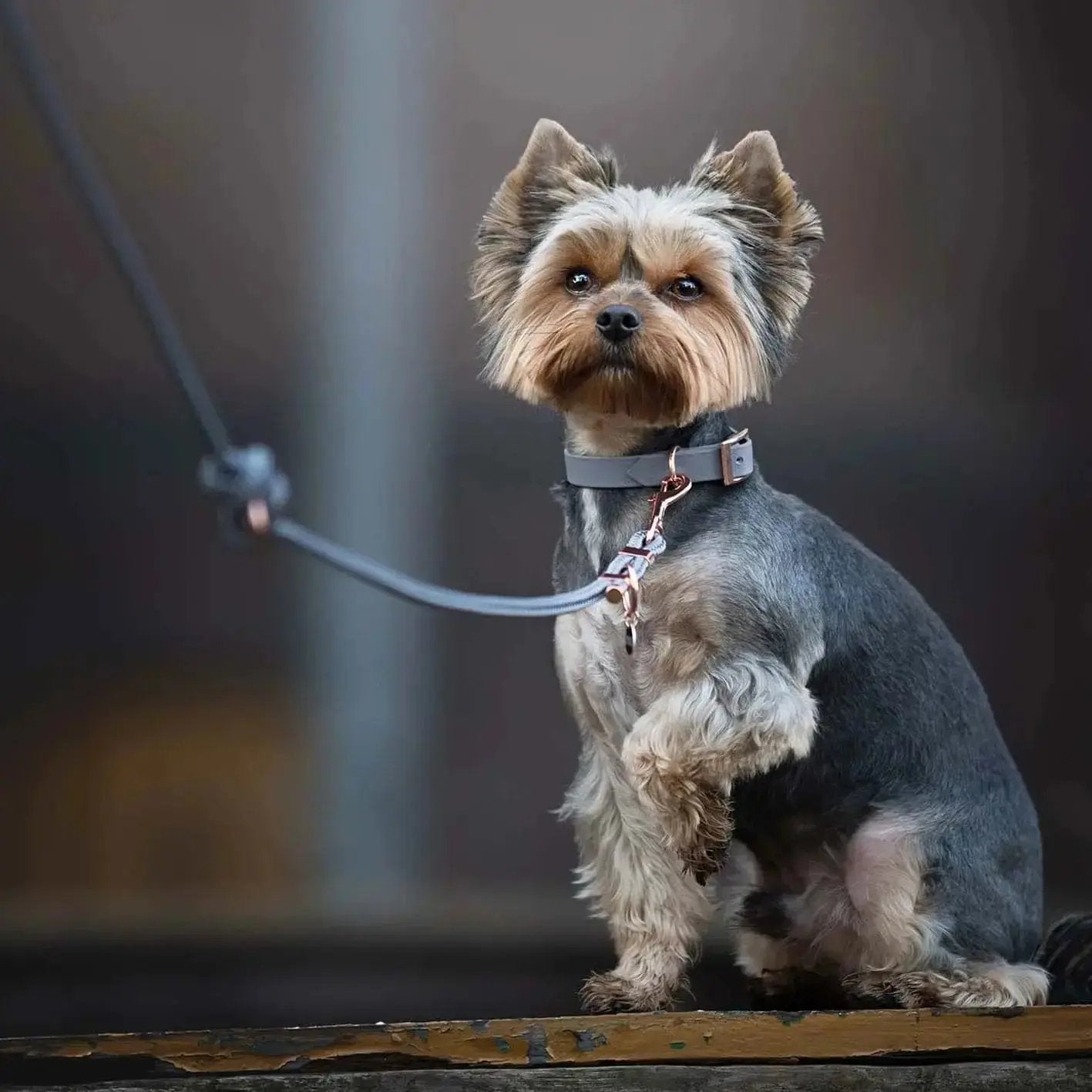 Smycz przepinana linowa dla psa, szary / szaroBURA BURA