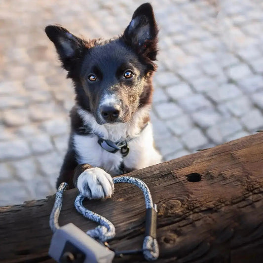 Smycz przepinana linowa dla psa, czarny mix / dog in BLACK BURA
