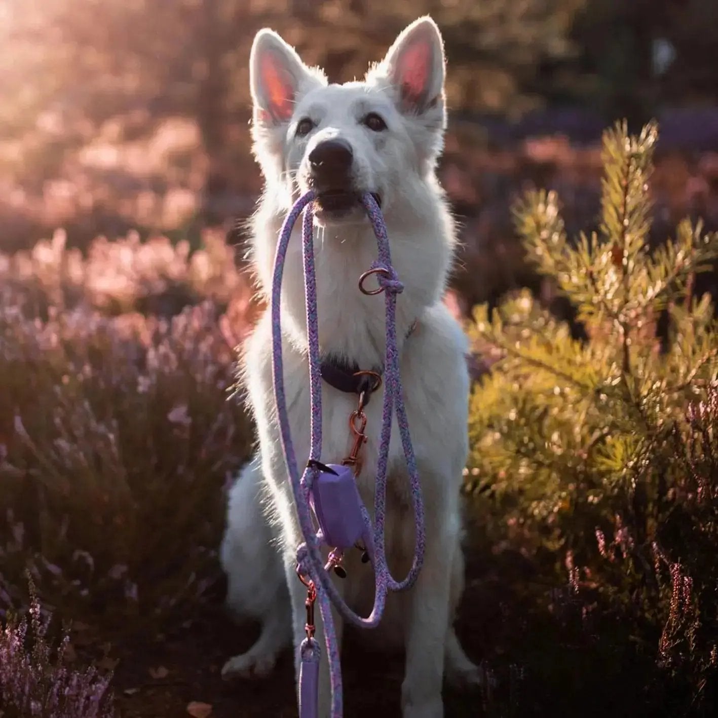 Smycz przepinana linowa dla psa, fioletowy mix  / time to be Unidog! BURA