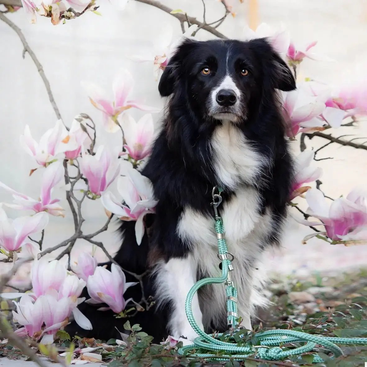 Smycz przepinana linowa dla psa, szałwiowy / szAUUUwia BURA