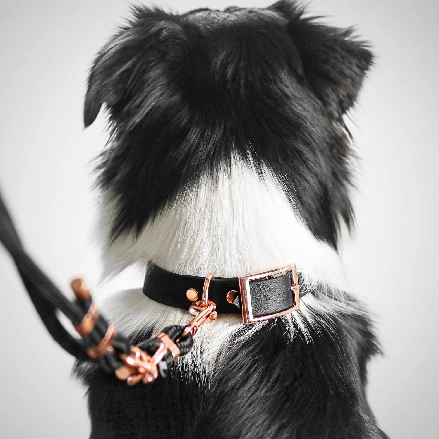 Obroża na sprzączkę dla psa, czarny / COCO Psianel, dog in BLACK BURA