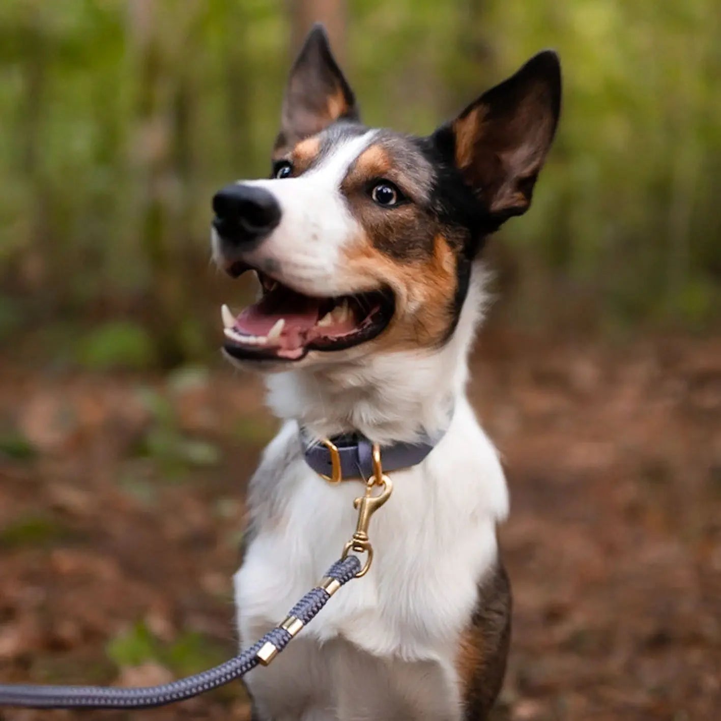 Obroża na sprzączkę dla psa, szary / szaroBURA BURA