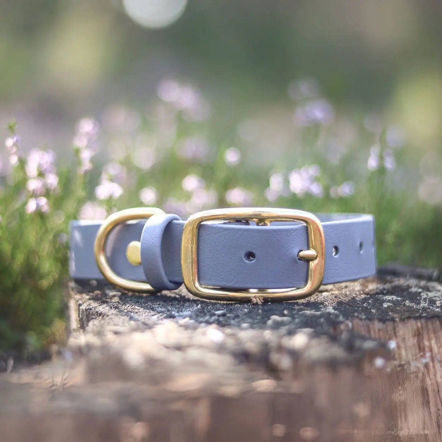 Obroża na sprzączkę dla psa, szary / szaroBURA BURA