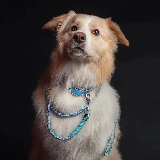 Obroża na sprzączkę dla psa, błękit / I'm buldog... BURA