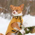 Załaduj obraz do przeglądarki galerii, Obroża na sprzączkę dla psa, złoty / psiowe carmeLOVE, chocolate... HAU good! BURA