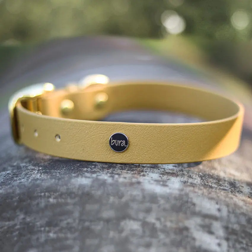 Obroża na sprzączkę dla psa, złoty / psiowe carmeLOVE, chocolate... HAU good! BURA