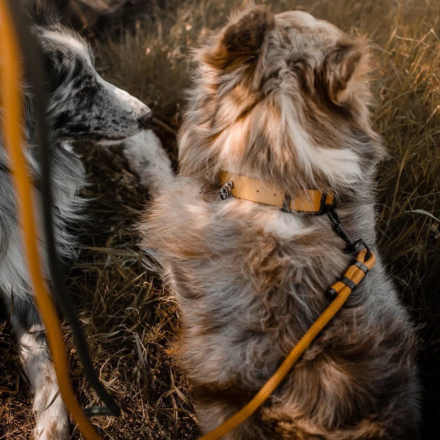 Obroża na sprzączkę dla psa, złoty / psiowe carmeLOVE, chocolate... HAU good! BURA