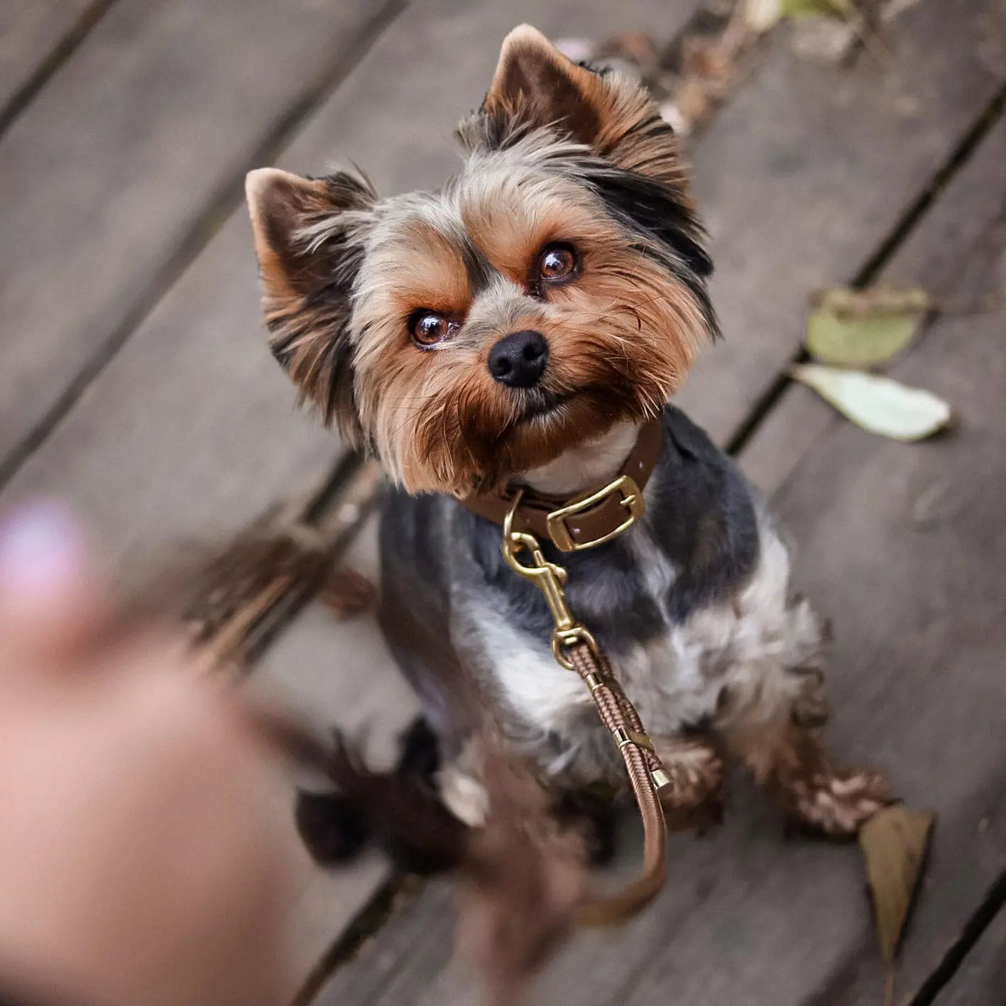 Obroża na sprzączkę dla psa, brąz / Trufla, chocolate... HAU good! BURA