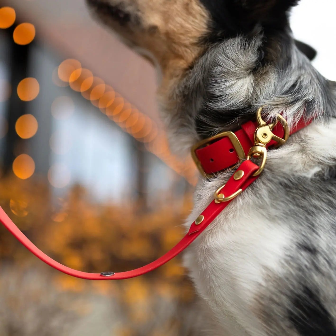 Obroża na sprzączkę dla psa, czerwony / hot DOG BURA