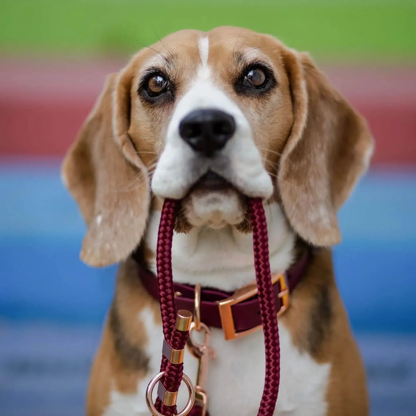 Obroża na sprzączkę dla psa, bordo / HAU... hot in here, DARK HAU... hot in here BURA