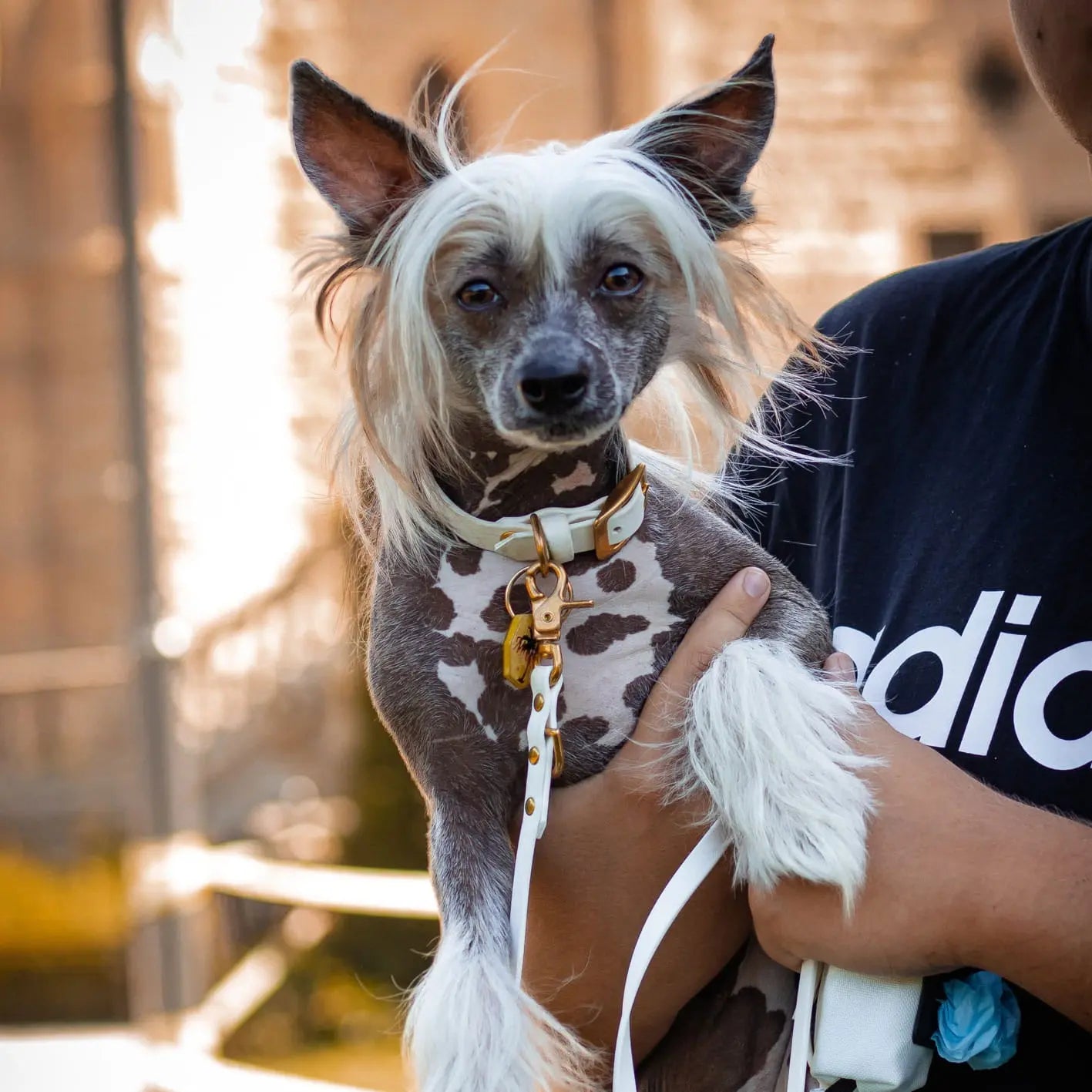 Obroża na sprzączkę dla psa, biały / beza Psiavlova BURA