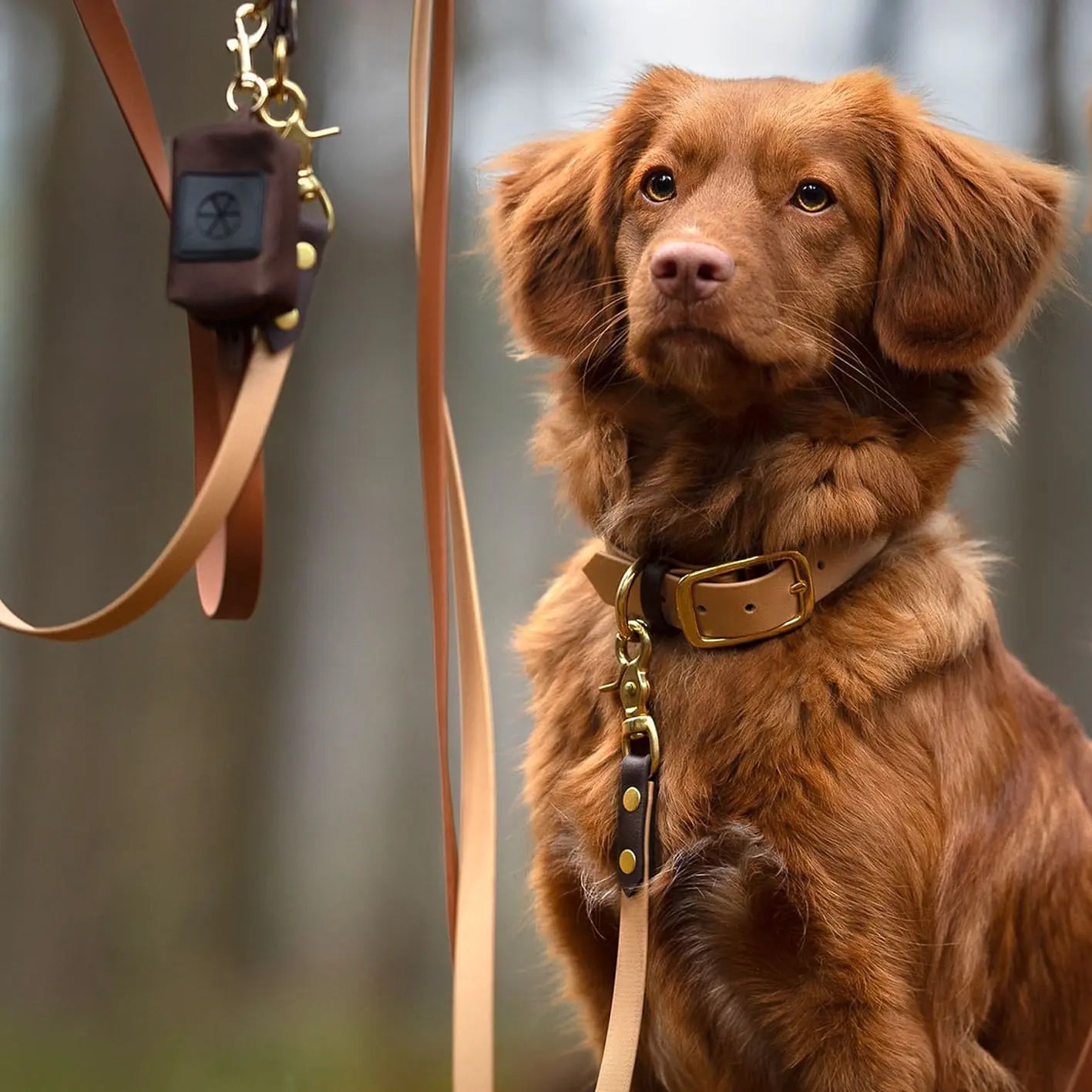 Obroża na sprzączkę dla psa, beżowy / PSInut butter, Psiutti frutti BURA