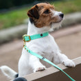 Załaduj obraz do przeglądarki galerii, Obroża na sprzączkę dla psa, miętowy / psia miętka BURA
