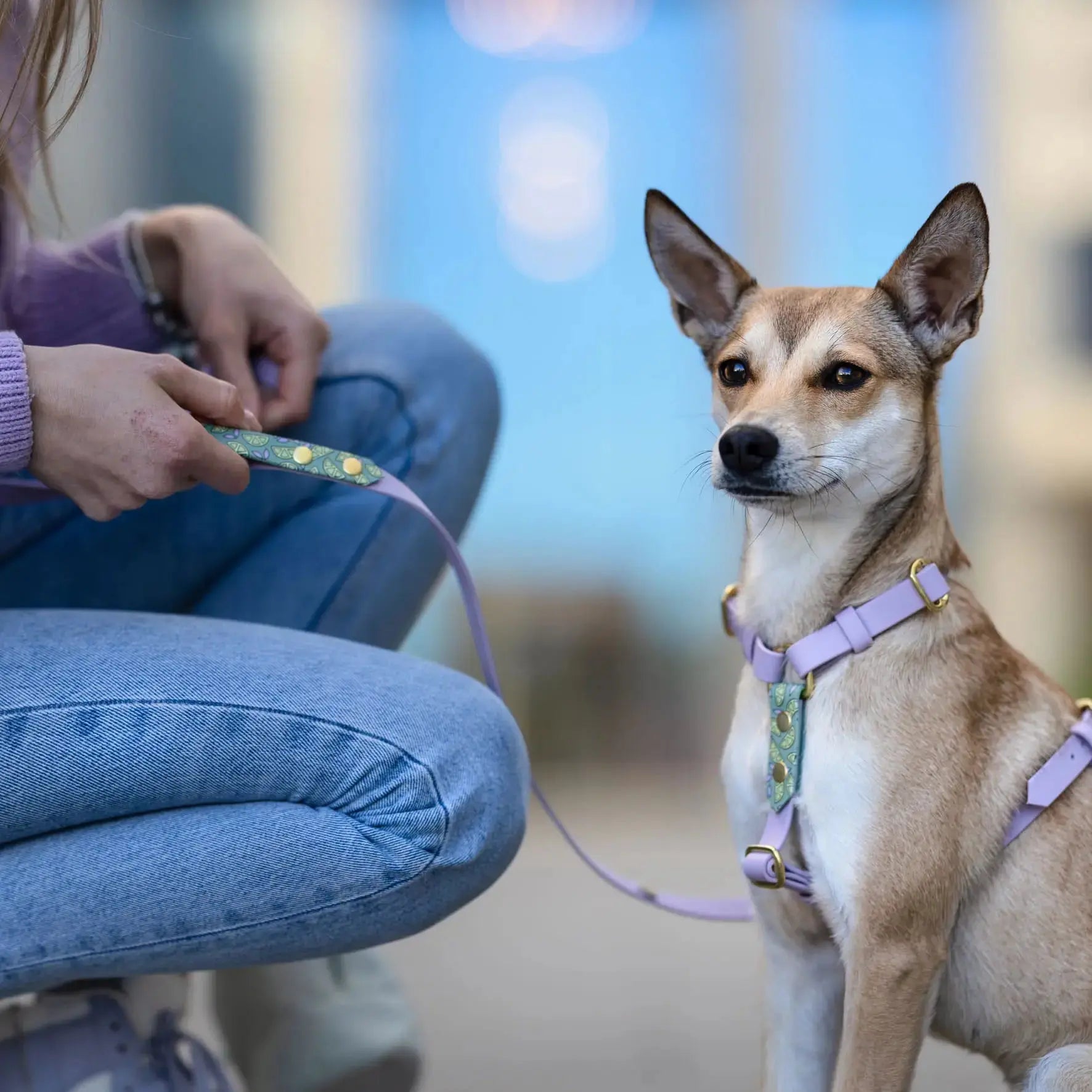 Smycz przepinana multifunkcyjna z Biothane dla psa, Cytrynki / pastelowy żółty, liliowy BURA