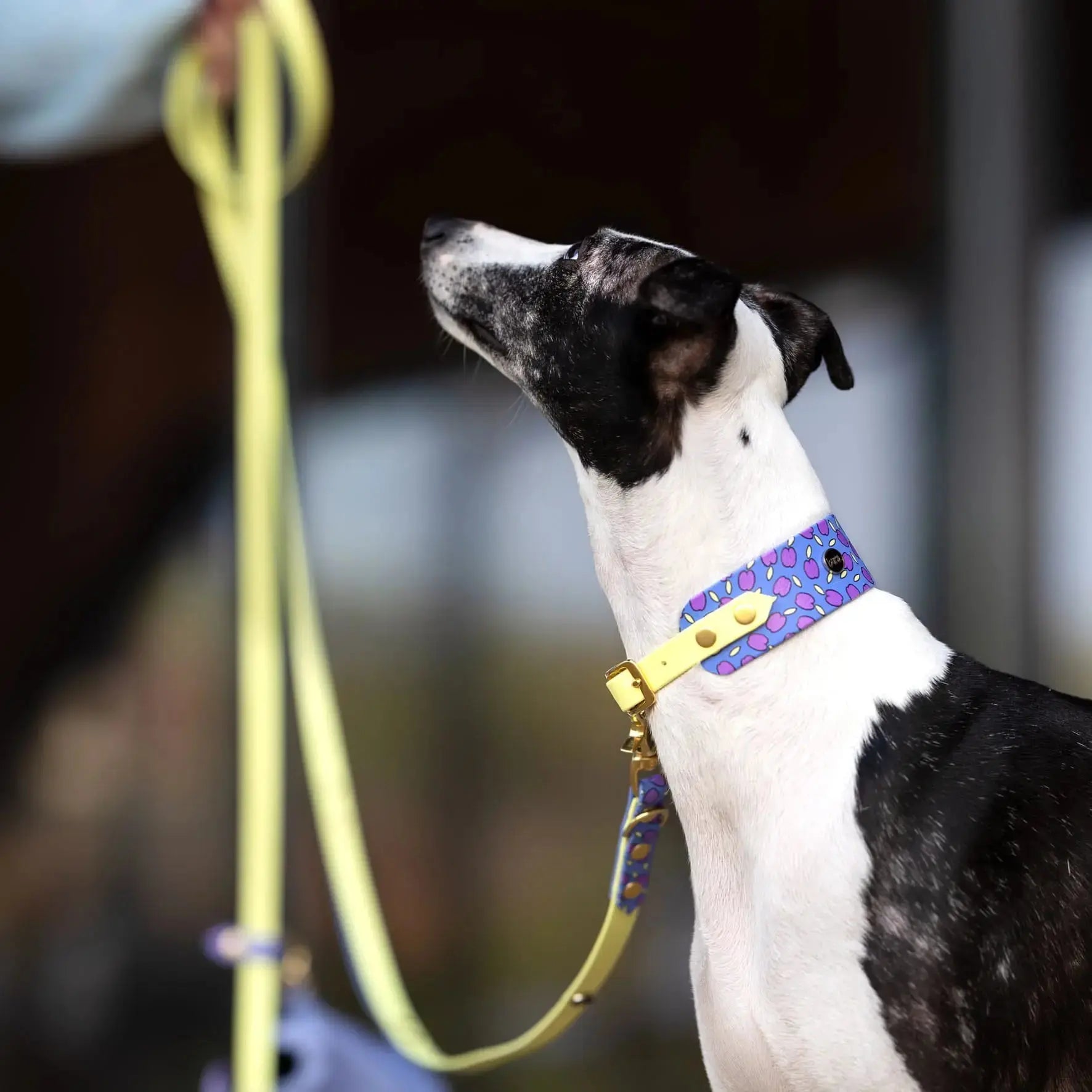 Smycz przepinana multifunkcyjna z Biothane dla psa, Śliweczki / jasny fiolet, pastelowy żółty BURA