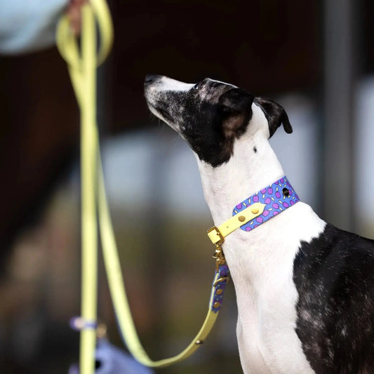 Smycz przepinana multifunkcyjna z Biothane dla psa, Śliweczki / jasny fiolet, pastelowy żółty BURA