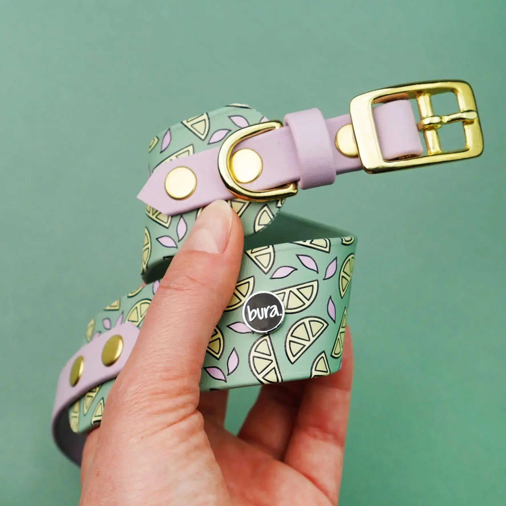 Obroża dla Charta na sprzączkę, Cytrynki / szałwiowy BURA