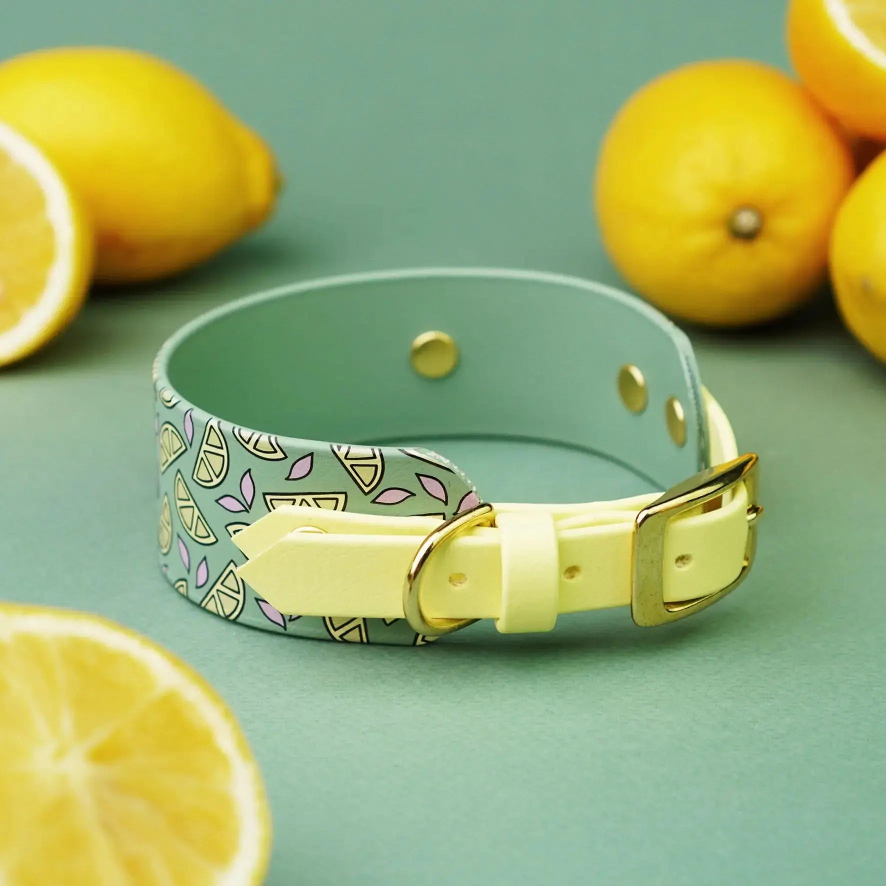 Obroża dla Charta na sprzączkę, Cytrynki / szałwiowy BURA