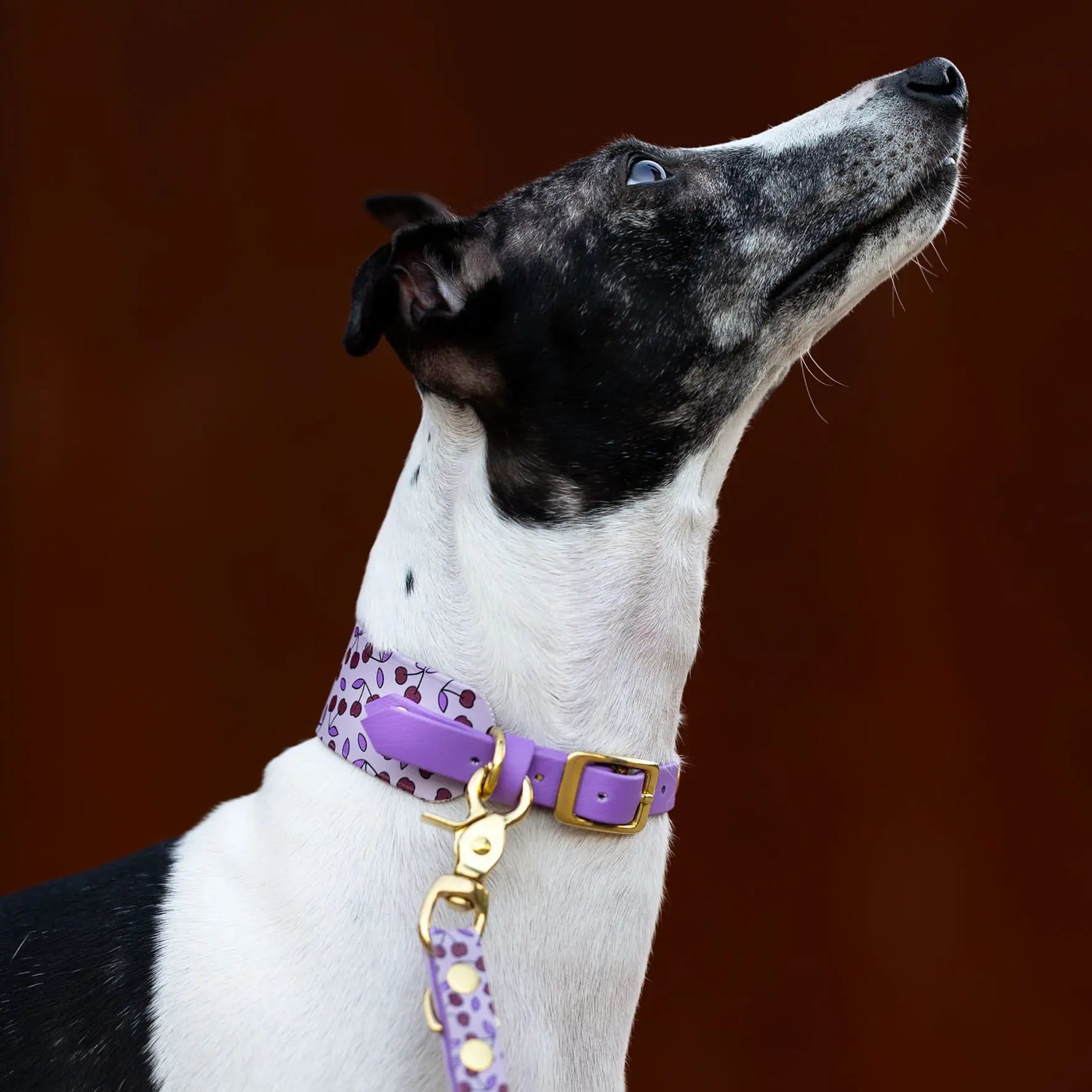 Obroża dla Charta na sprzączkę, Wisienki / liliowy BURA