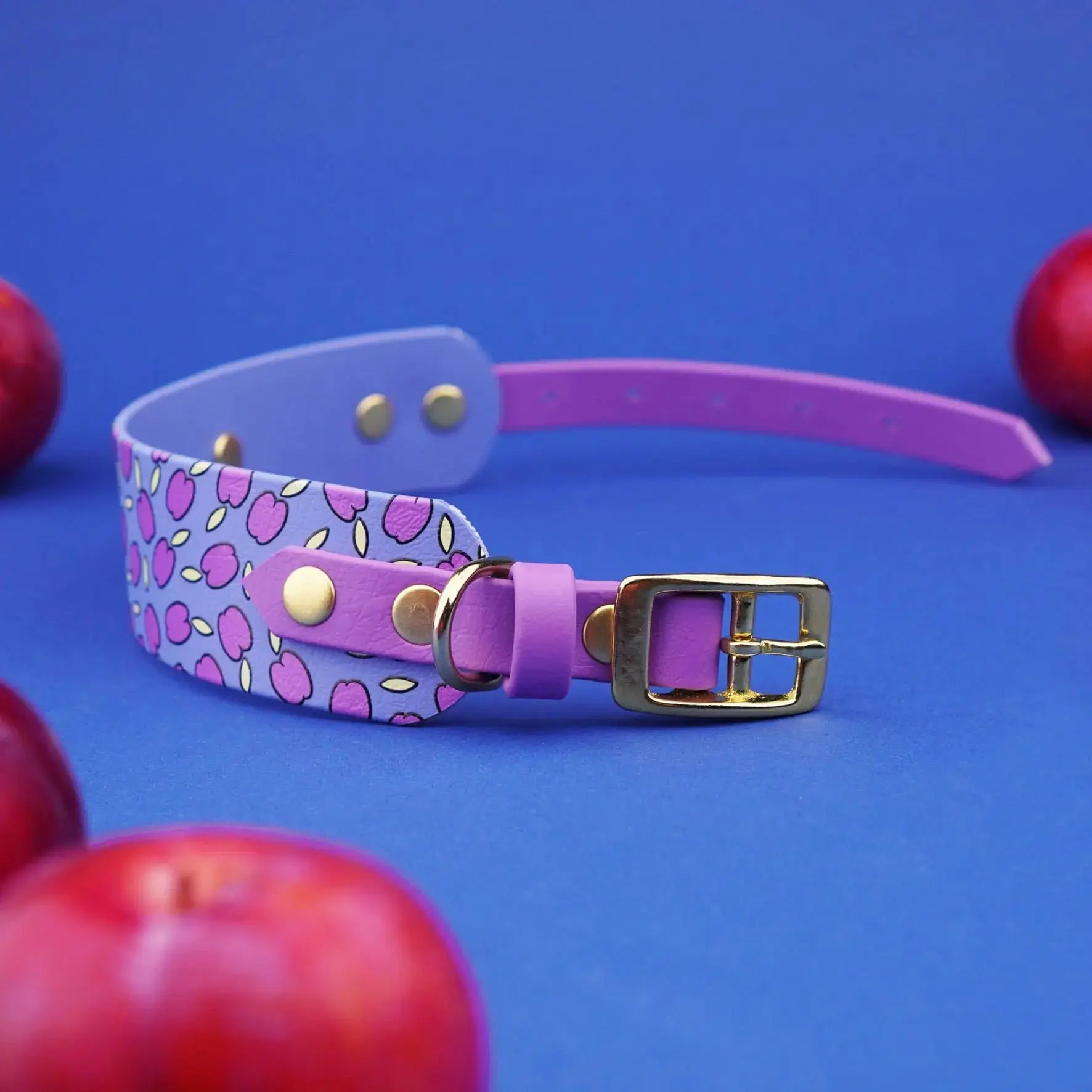 Obroża dla Charta na sprzączkę, Śliweczki / niebiesko-lawendowy BURA