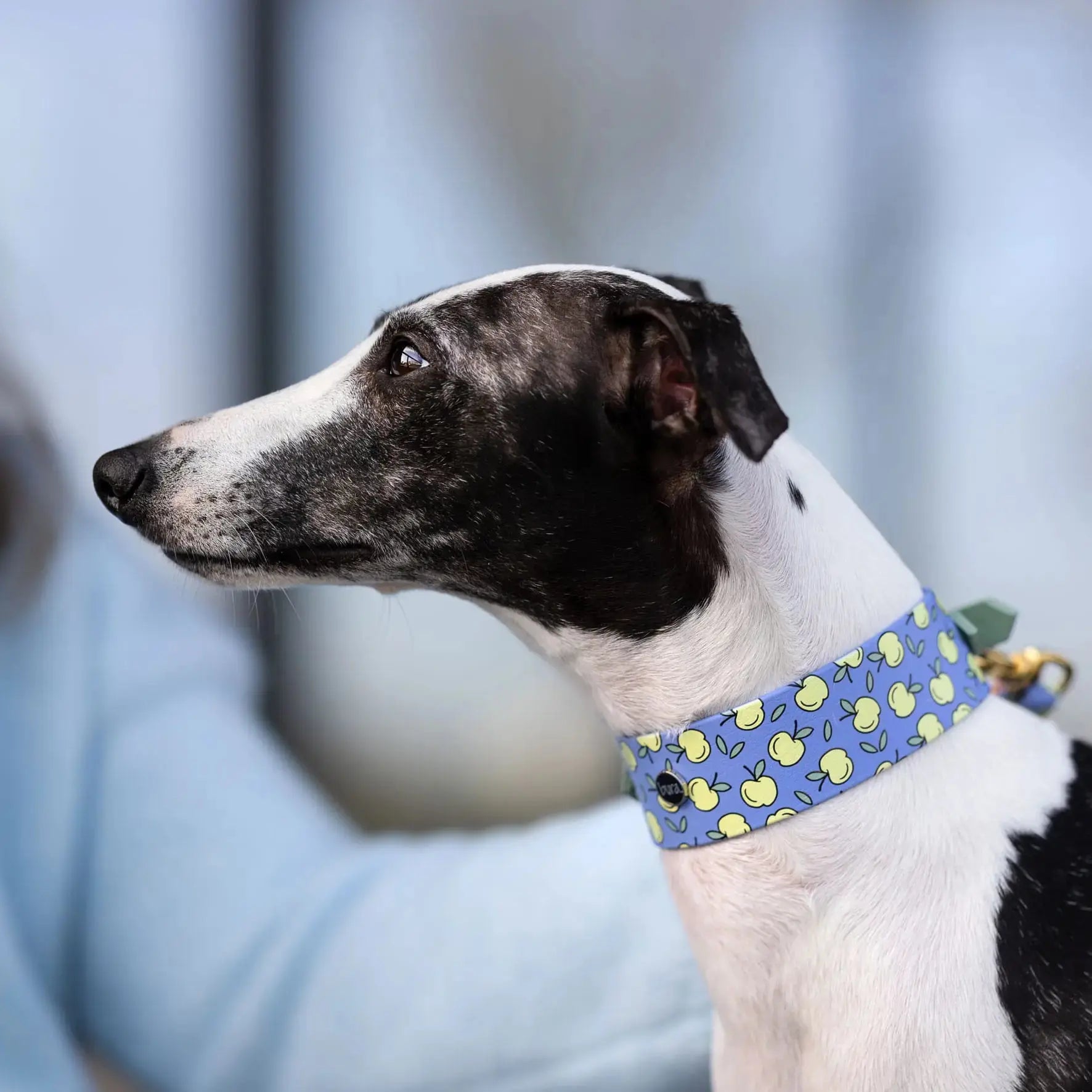 Obroża dla Charta na sprzączkę, Jabłuszka / niebiesko-lawendowy BURA