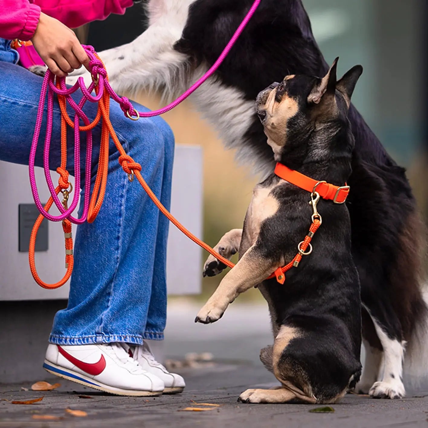 Obroża na sprzączkę dla psa, pomarańcz / doggie COOL BURA