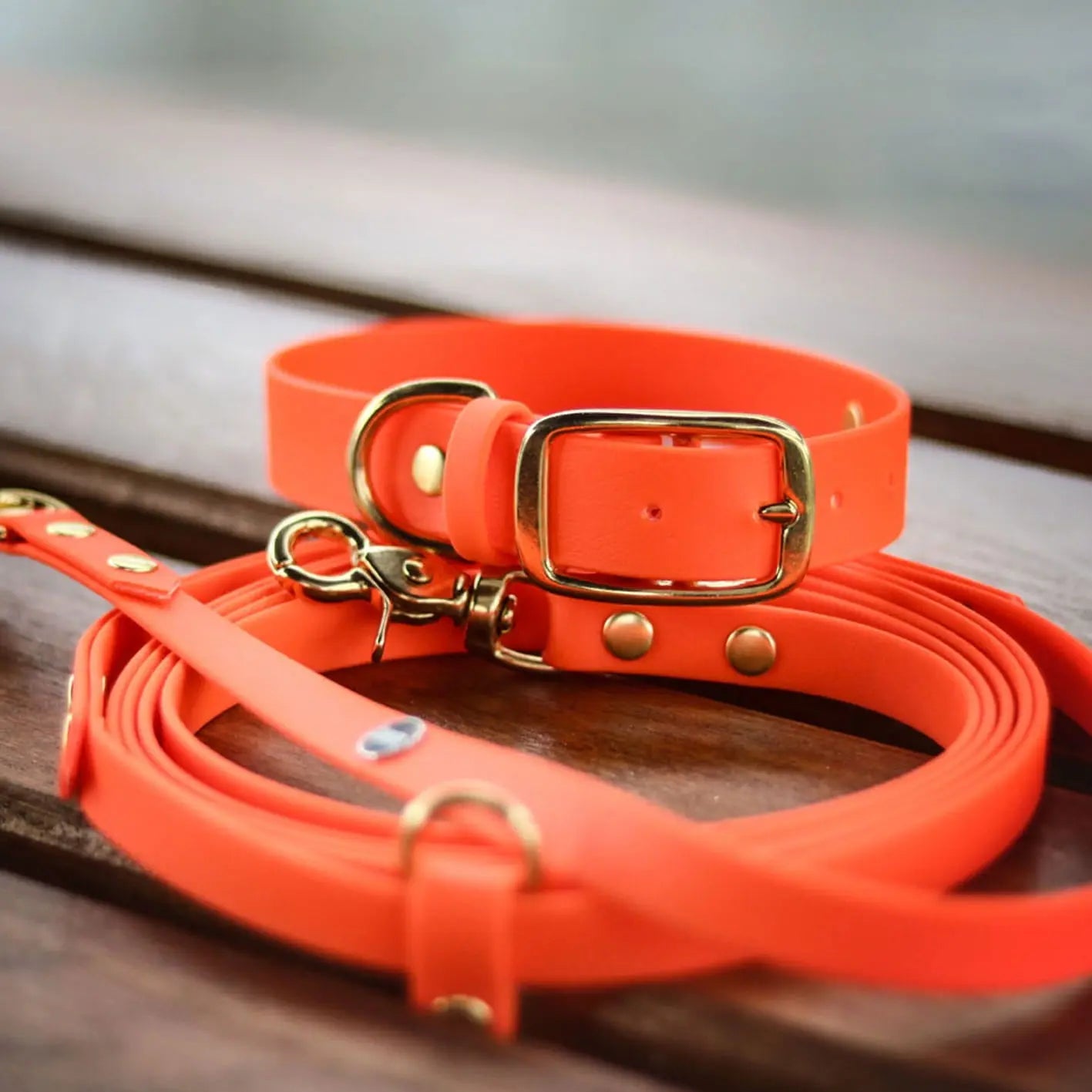 Obroża na sprzączkę dla psa, pomarańcz / doggie COOL BURA