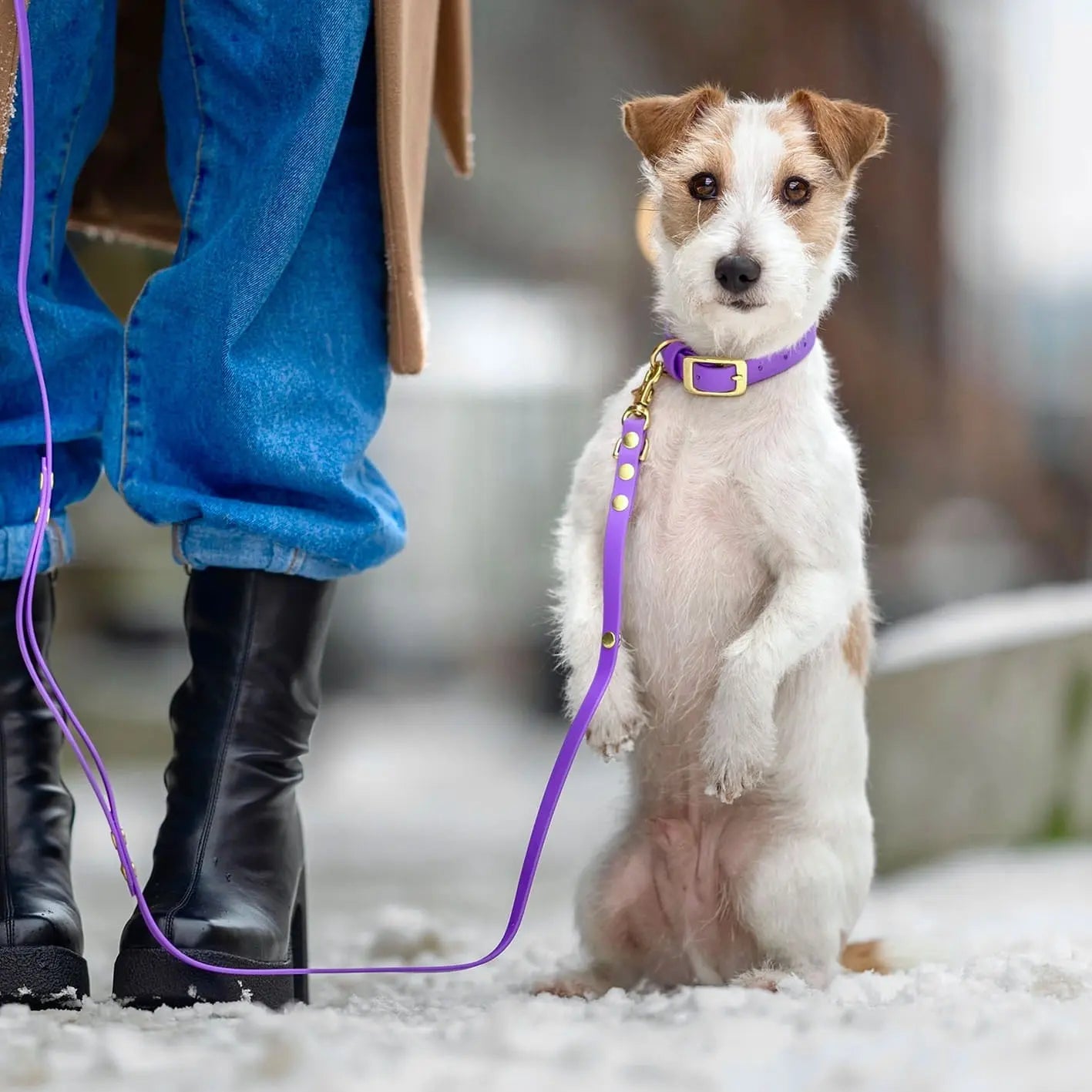 Obroża na sprzączkę dla psa, jasny fioletowy / FURRY tale BURA