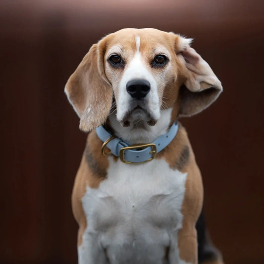 Obroża na sprzączkę dla psa, pastelowy niebieski / PUPPY blue BURA