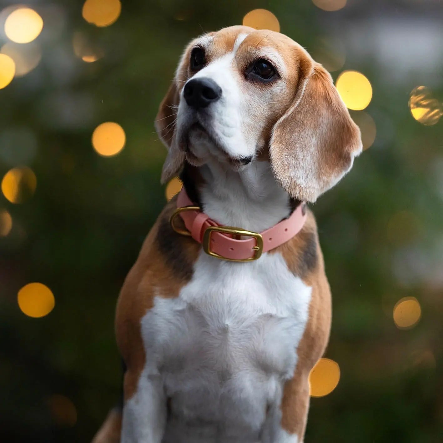Obroża na sprzączkę dla psa, łososiowy róż / wata PSIUkrowa BURA