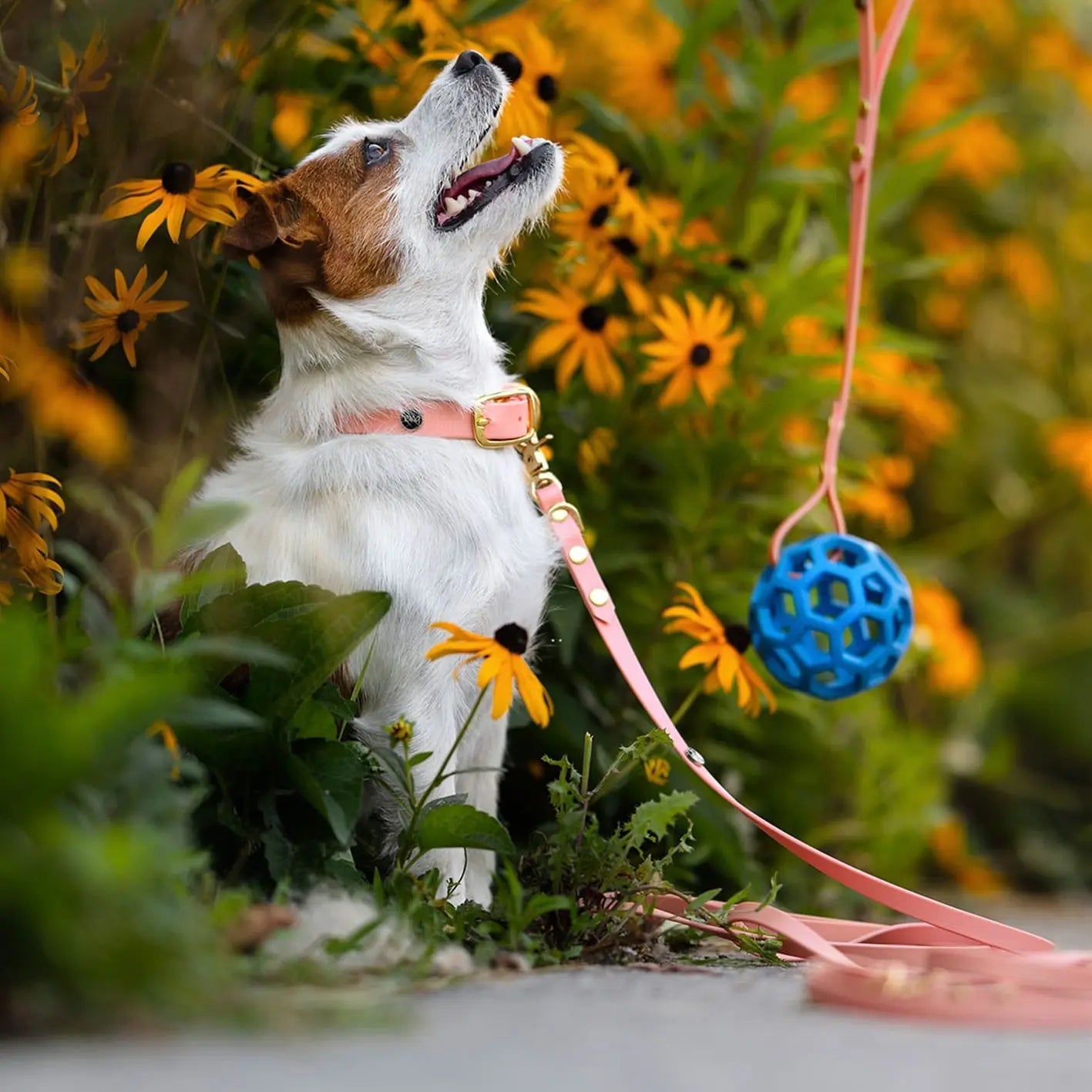 Obroża na sprzączkę dla psa, łososiowy róż / wata PSIUkrowa BURA