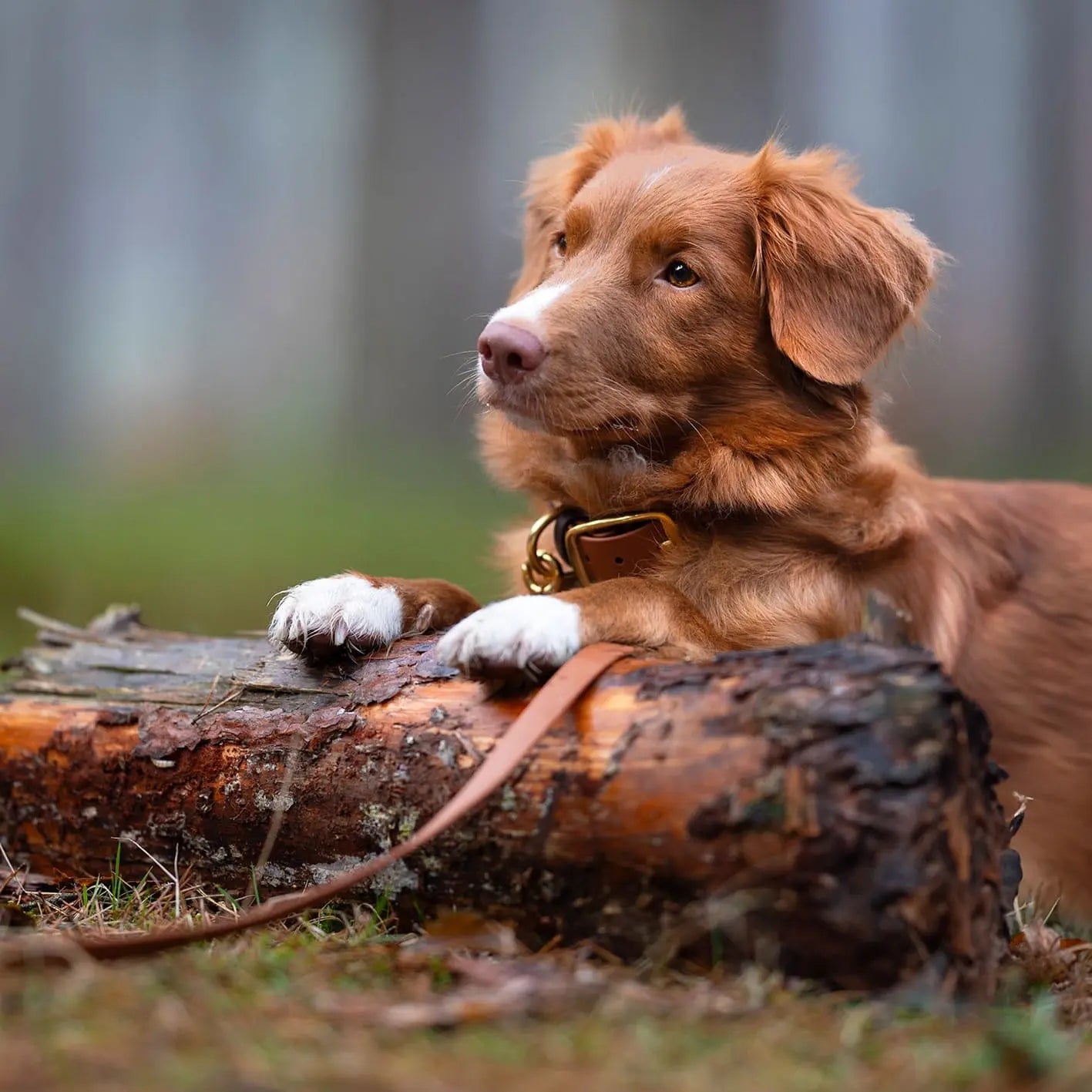 Obroża na sprzączkę dla psa, jasny brąz / dog on the ROCK BURA